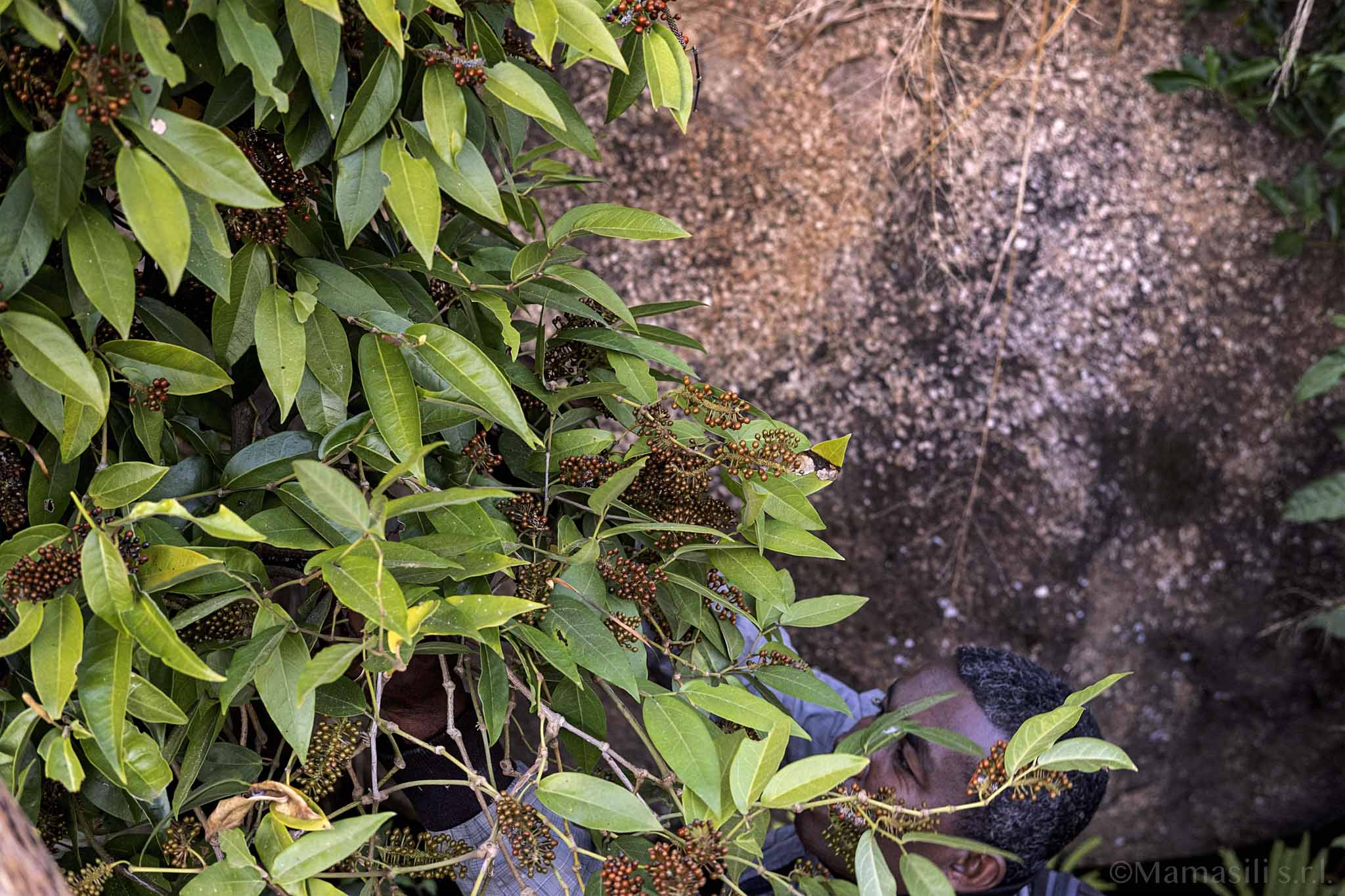 Voatsiperifery Pepe selvatico esclusivo del Madagascar