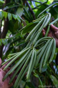 Vaniglia del Madagascar tecniche di coltivazione e trasformazione 