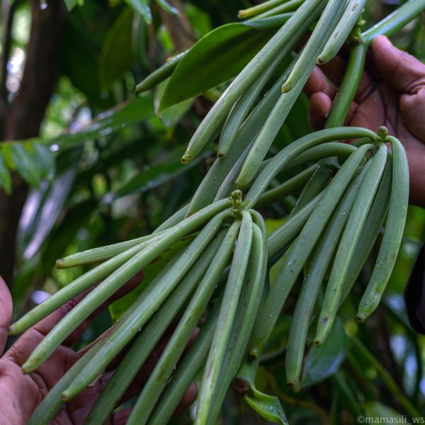 Vaniglia bourbon del Madagascar verde